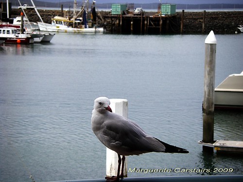 Seagull at the Boat Club