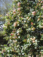 Cider Apples growing in Jersey