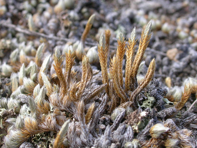 Selaginella densa