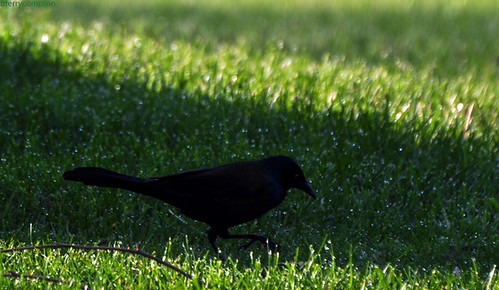 common grackle bird. DSC_9707_1_72 - Common Grackle by bterrycompton