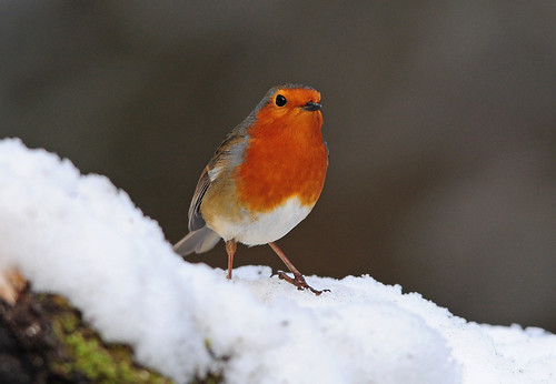 Robin (Erithacus rubecula) in the Snow, Bilham Wood, South Yorkshire