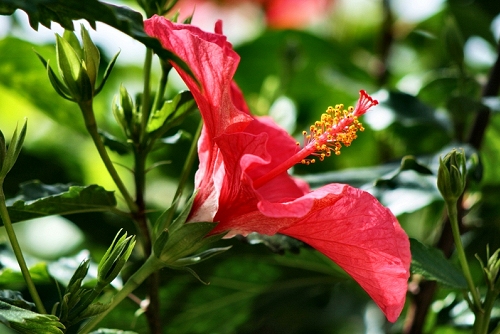Hibiscus rosa-sinensis (vs) - 03
