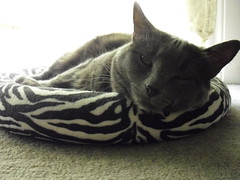 Loki resting in the cat bed