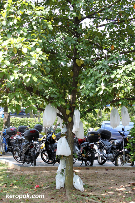 A very fruitful Nangka (Jackfruit) tree