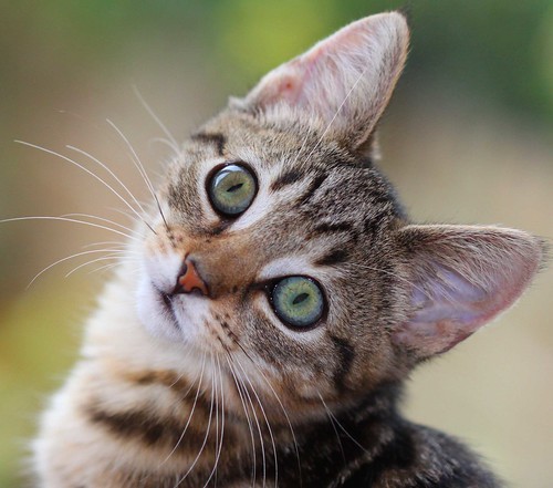 フリー写真素材 動物 哺乳類 猫 ネコ 子猫 小猫 画像素材なら 無料 フリー写真素材のフリーフォト