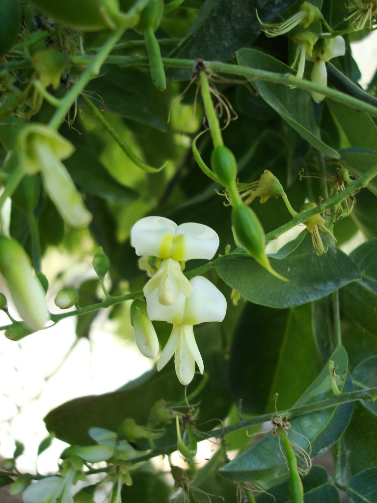 Styphnolobium japonicum - Blüten und Hülsen
