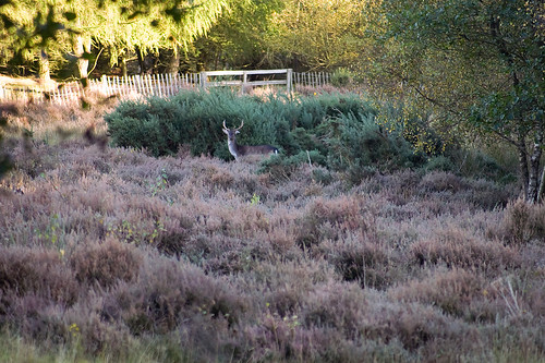 Stag in the heather