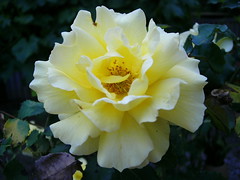 Yellow Rose - Backyard