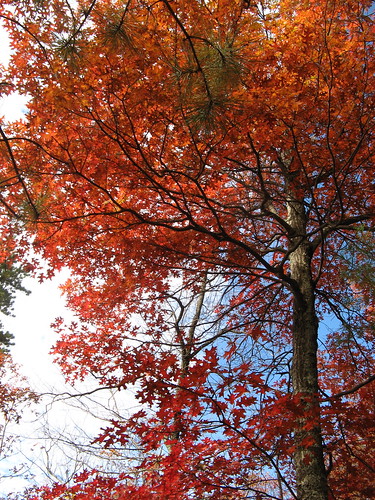 Bright fall color
