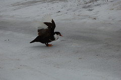 Duck#2 tries the ice