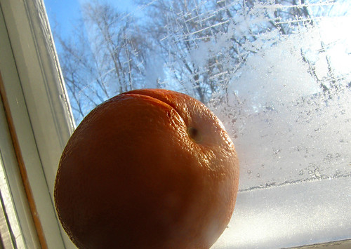 frozen citrus view