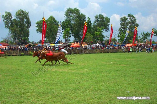Bull Race Traditional Ceremony - Madura