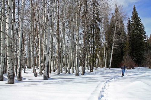 Snowshoeing Past Aspens