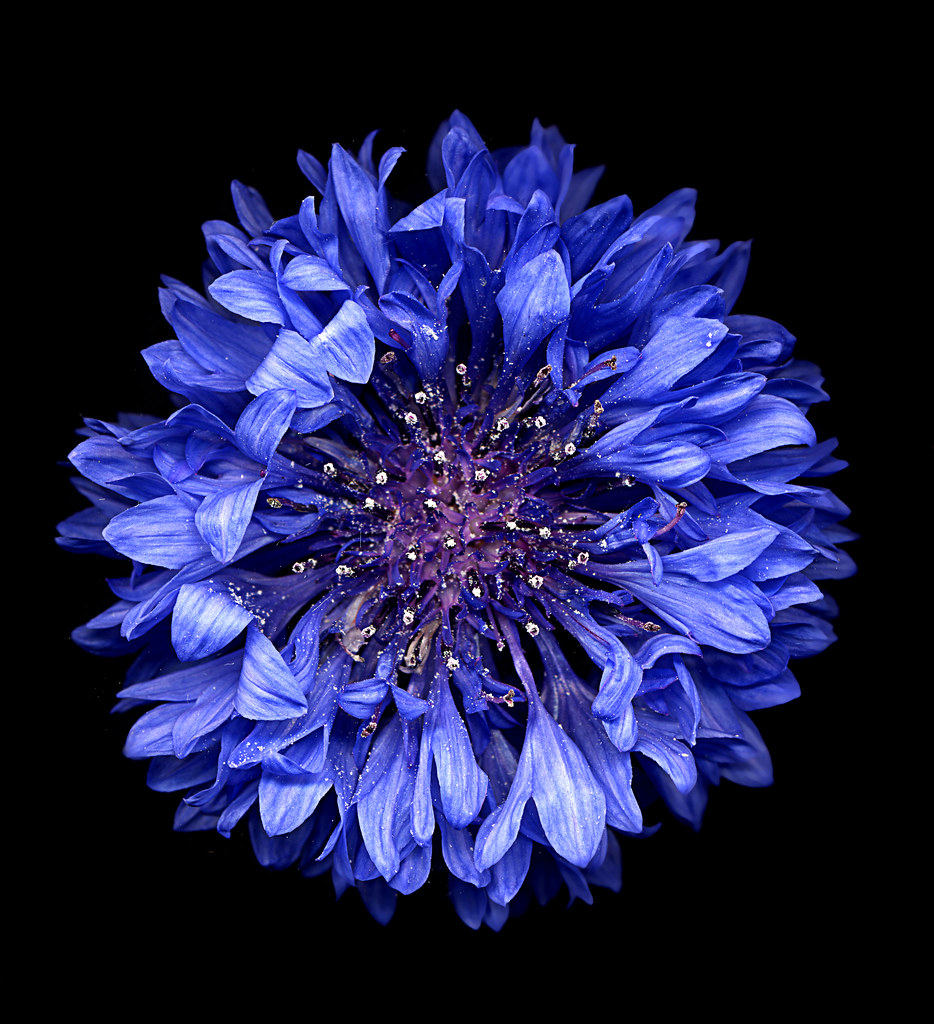 Blue Flower on Black