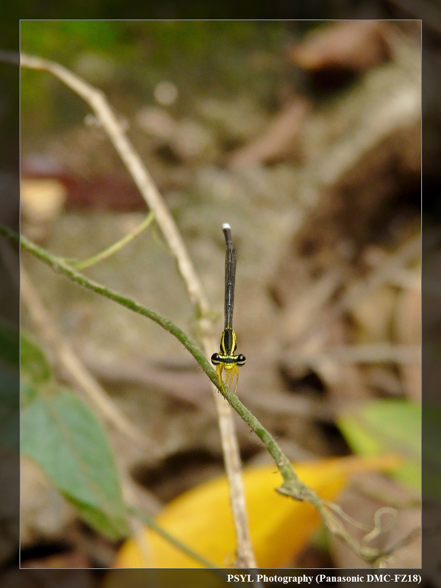 Yellow Featherlegs (Copera marginipes) - 脛蹼琵蟌