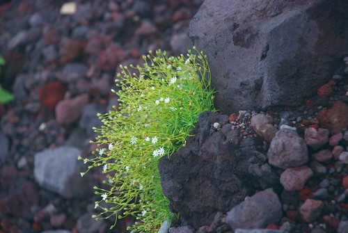 高山植物 2
