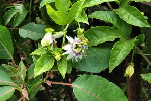 Passiflora edulis (rq) - 01