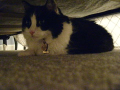 Josie under the guest bed