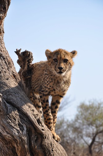 Baby Cheetah on Tree