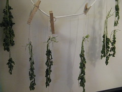 Drying the herbs