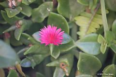 Outra flor cor-de-rosa / Another pink flower