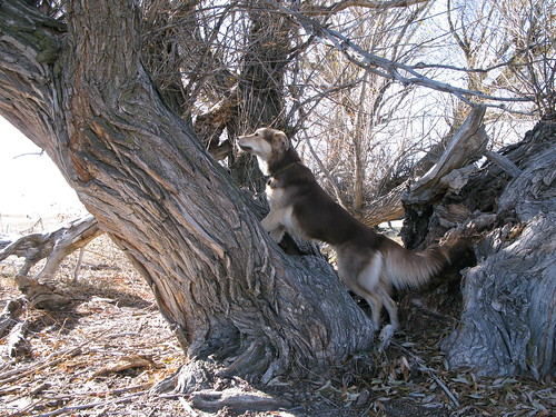 Ruby gor quite a way up before she remembered that dogs don't climb trees.