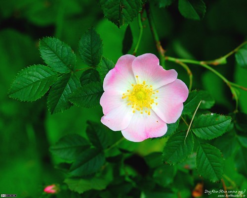 wallpaper rose flower. Dog Rose Wallpaper (4:3)