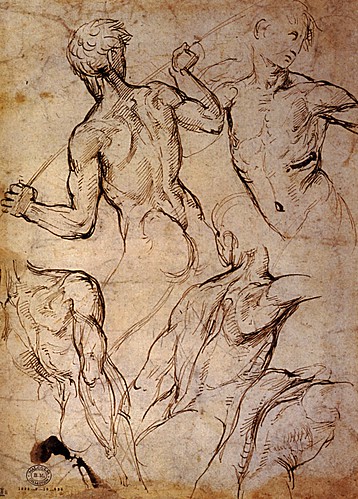 1506  Raphael    Five Studies of nude male torsos  Pen and Brown ink  26,9x19,5 cm  Londres, British Museum