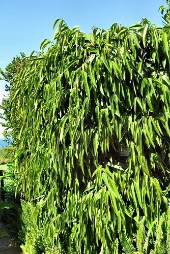 Ficus binnendykii (rq) - 02