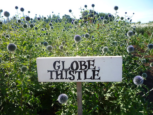 globe thistle