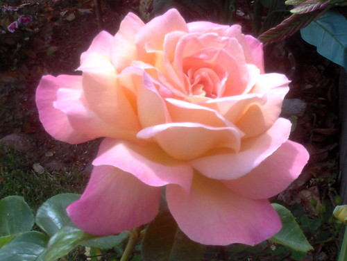 pict0834 Pink Rose