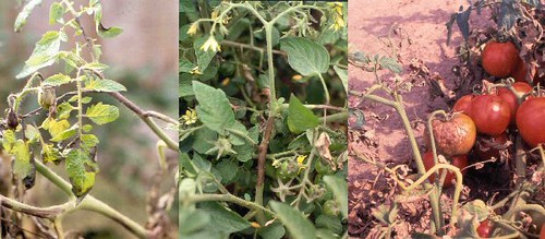 Late Blight on tomatoes