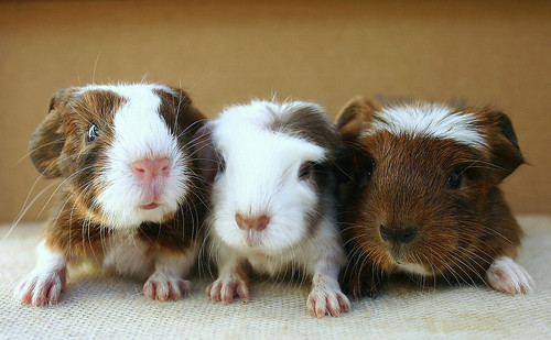Baby Guinea pigs by Sarah ♡