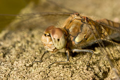 Darter Dragonfly