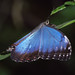 Electric Blue Butterfly