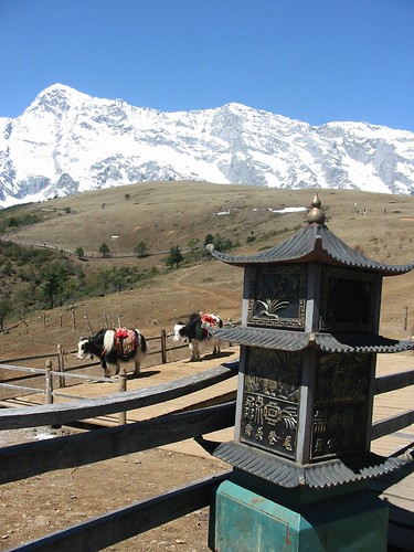 Vuilbak, yak en Himalaya