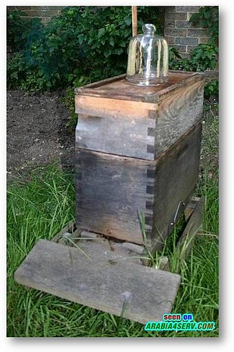بالصور كيف يصنع النحل العسل سبحان الله كيف يصنع النحل