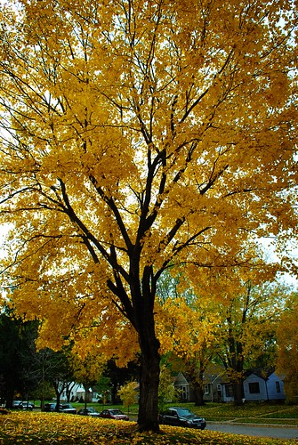 070 Fall Tree