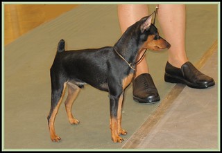 Miniature Pinscher - Reliant Dog Shows