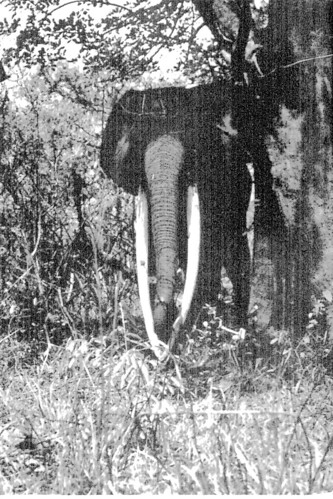 A big tusker from the colonial era