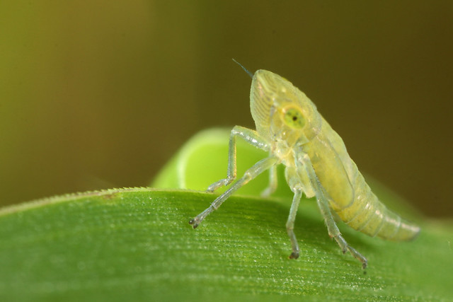 Common Leafhopper (Helochara communis) nymph
