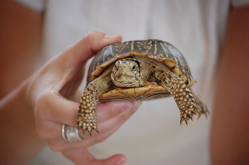 cute turtle friend