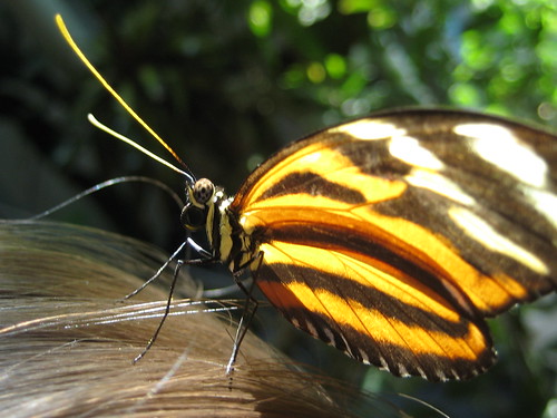 Butterfly Garden 025