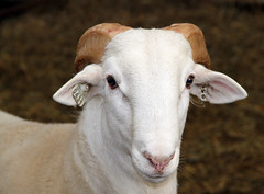 Tagged lamb
