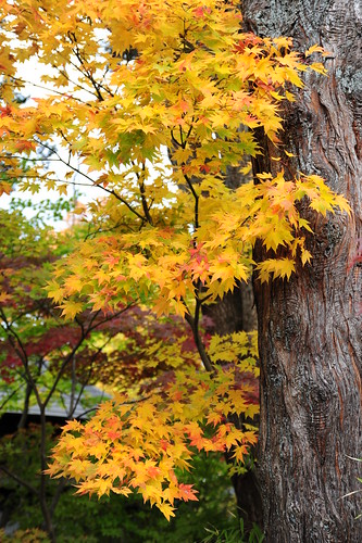 Autumn Foliage, Kakunodate(角館)