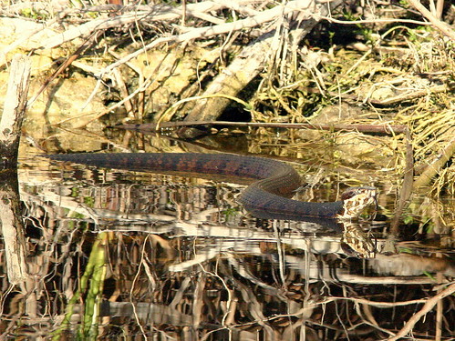 Cottonmouth 20090111