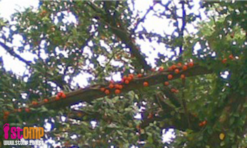 Ficus fruits grow on raintrees?