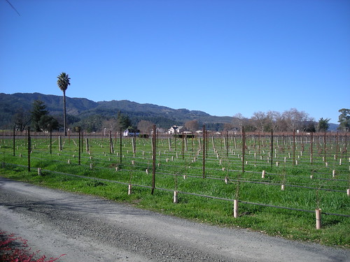 Palm Trees in Napa