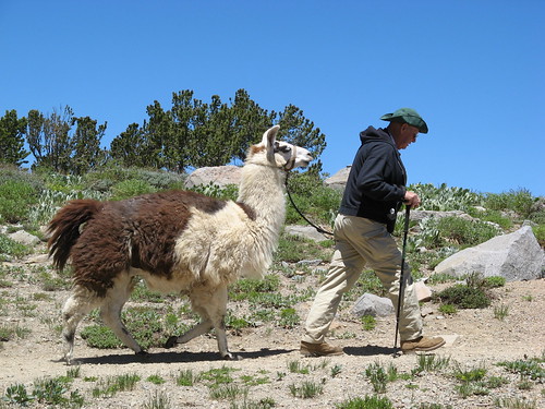 A man and his llama