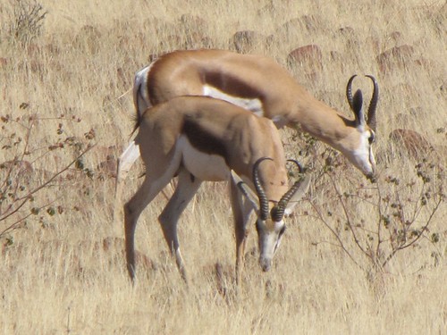 Damaraland: Springbok